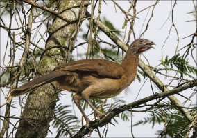 Rufous-vented Chachalaca II.jpg