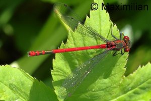red_damselfly_L_2024_02.JPG