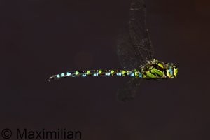 southern_hawker_2024_01.JPG