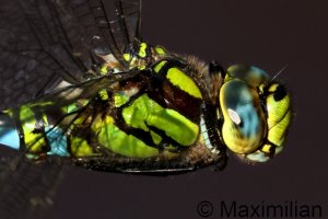 southern_hawker_2024_01_d.JPG