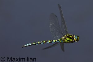 southern_hawker_2024_02.JPG