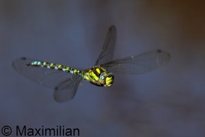 southern_hawker_2024_03.JPG