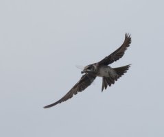 309A6161-DxO_Purple_Martin+dragonfly-ls_t3.5x.jpeg