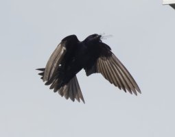 309A6162-DxO_Purple_Martin+dragonfly-ls-t4x.jpeg