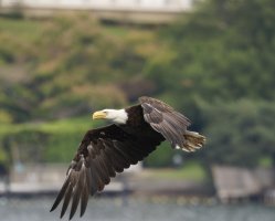 309A5807-DxO_Bald_eagle_flying_2.jpg