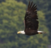 309A5817-DxO_Bald_eagle_flying_3-0.7.jpg
