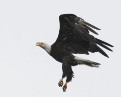 309A5858-DxO_Bald_eagle_flying_in_to_land.jpg