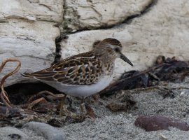 309A7165-DxO_Least_sandpiper.jpg