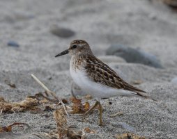 309A7183-DxO_Least_sandpiper.jpg