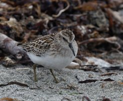309A7232-DxO_Least_sandpiper.jpg