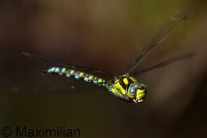 southern_hawker_2024_04.JPG