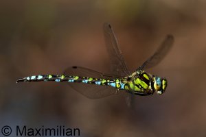 southern_hawker_2024_05.JPG