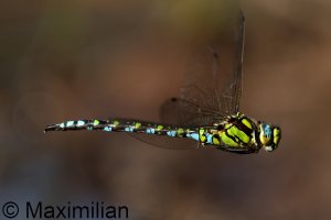 southern_hawker_2024_06.JPG