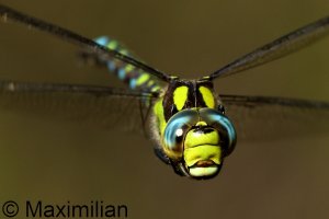 southern_hawker_2024_07.JPG