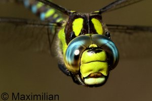 southern_hawker_2024_07_d.JPG
