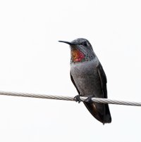 309A8529-DxO_Annas_Humming_Bird_on_wire-lssaut.jpg