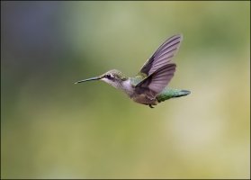 Hummer Stick out.jpg