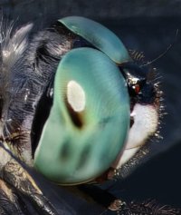 309A7617-DxO_Blues_Dasher_Dragonfly_500mm-ls-topaz-upscale-2x head_crop.jpeg