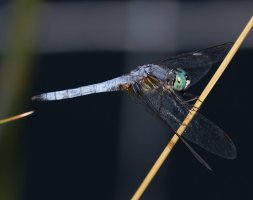 309A7617-DxO_Blues_Dasher_Dragonfly_500mm-ls-topaz-upscale-2x.jpeg