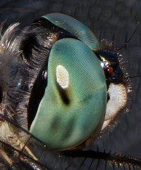 309A7632-DxO_Blue_dasher_dragonfly_1000mm-lss_head_crop.jpeg