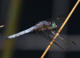 309A7632-DxO_Blue_dasher_dragonfly_1000mm-lss.jpeg