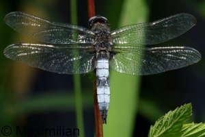 scarce_chaser_2024_04.JPG