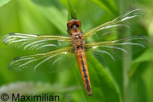 scarce_chaser_2024_06.JPG