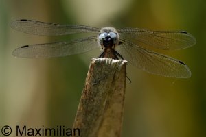 scarce_chaser_2024_07.JPG