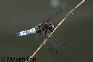 scarce_chaser_2024_09.JPG