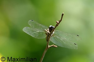 scarce_chaser_2024_10.JPG