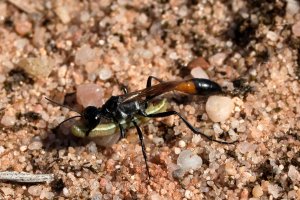sand_wasp_2024_01.JPG