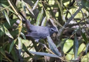 Gray Catbird_II.jpg