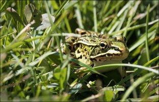 Northern Leopard frog.jpg