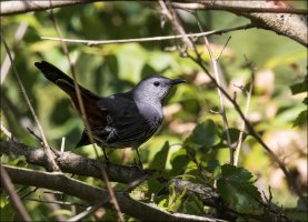 Gray Catbird.jpg