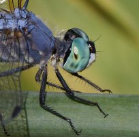 309A7635-DxO_Blue_dasher_dragonfly_1000mm-lss copy.jpeg