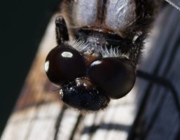 309A7706-DxO_8-spot_skimmer_dragonfly_head.jpg