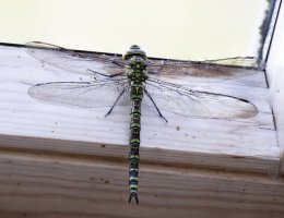 Southern_Hawker_Dragonfly_Focus_Stack_800mm-tdns small.jpeg