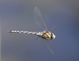 6L8A1726_Migrant_Hawker_Dragonfly_flying-ls-tdn.jpeg