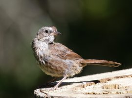309A7390_1-DxO_Song_Sparrow.jpg
