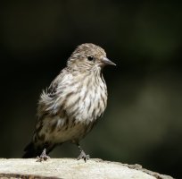 309A7471-DxO_pine_siskin.jpg