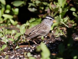 309A7508-DxO_White-crowned_sparrow.jpg