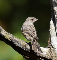 309A7528-DxO_Female_House_Finch.jpg