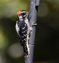 309A7545-DxO_Downy_Woodpecker.jpg