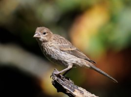 3R3A1614-DxO_Pine_Siskin.jpg