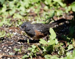 3R3A1634-DxO_Spotted_Towhee.jpg