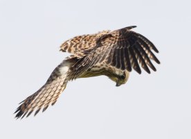 6L8A2488-DxO_kestrel_flying.jpg