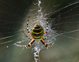 Wasp_Spider_back_stack.jpg