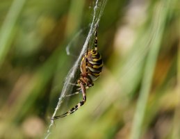 Wasp_Spider_side_stack.jpg