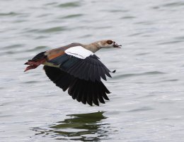 6L8A1400-DxO_Egyptian_Goose_flying.jpg