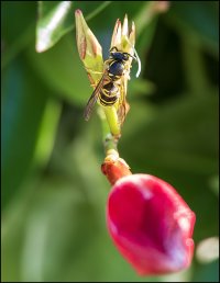 Common wasp.jpg